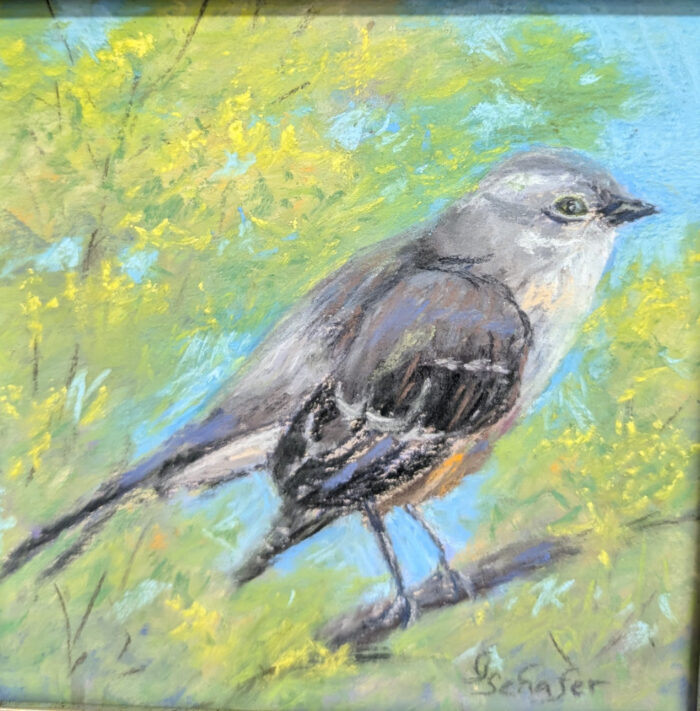 Northern Mockingbird