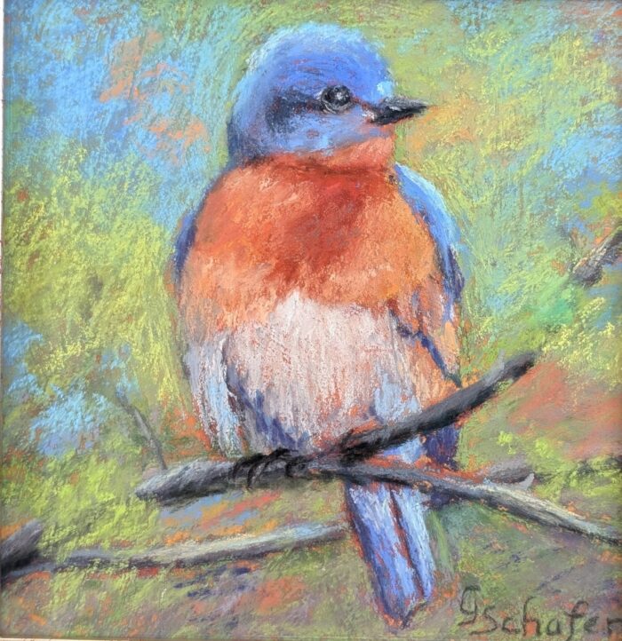 Little Bluebird