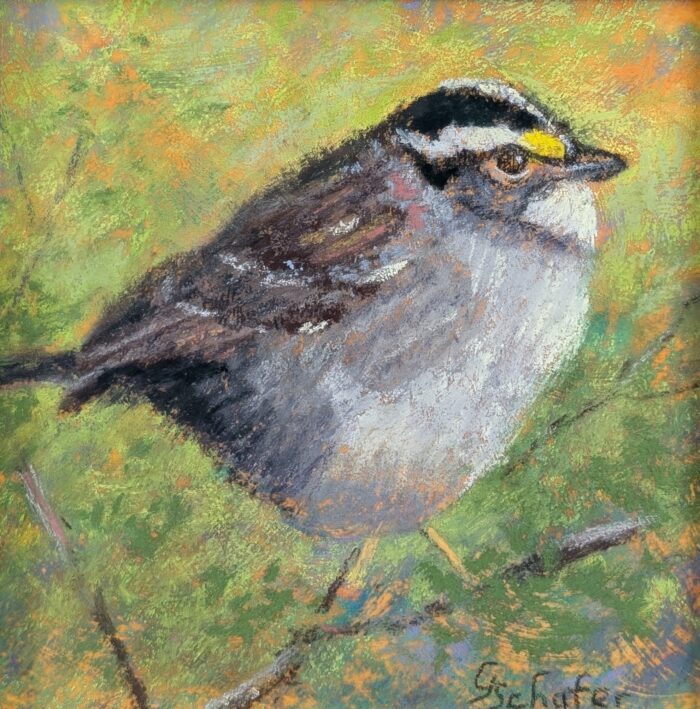 White Throated Sparrow
